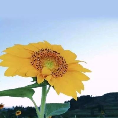 关公百度版下载